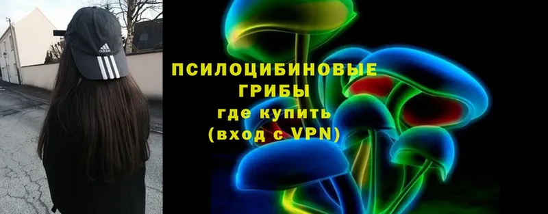 Псилоцибиновые грибы Cubensis Западная Двина